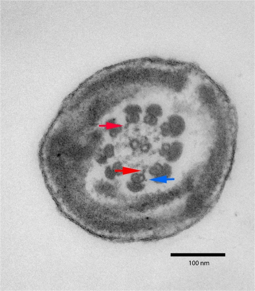 Fig. 1