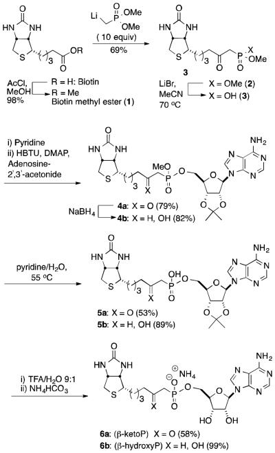 Scheme 1