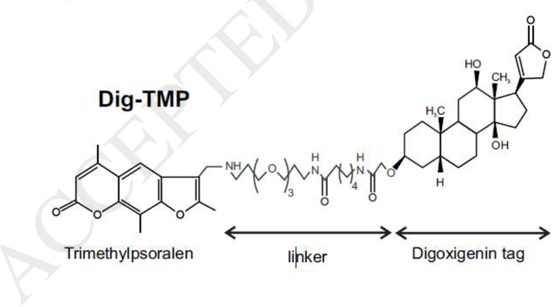 Fig.1.