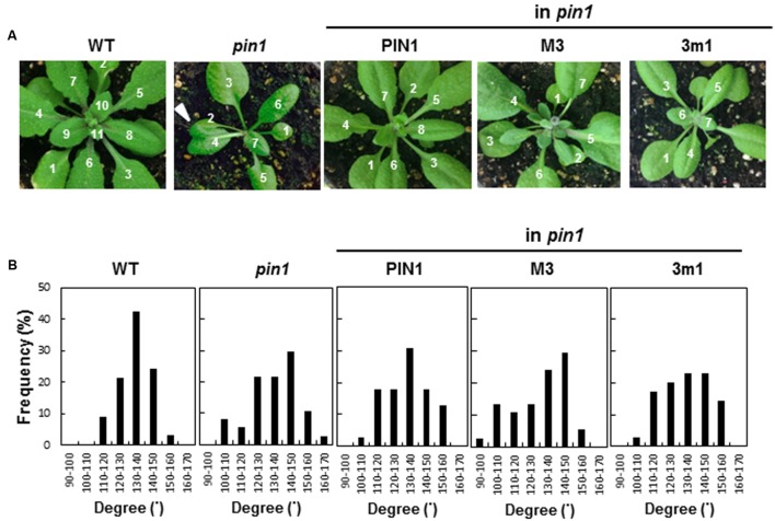 FIGURE 3