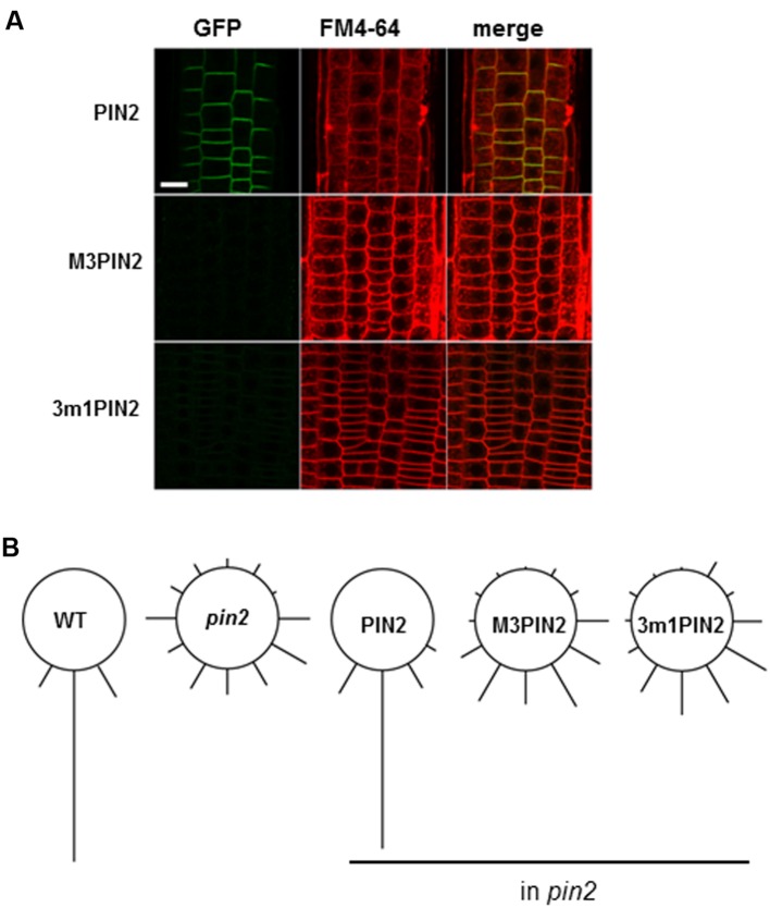 FIGURE 6