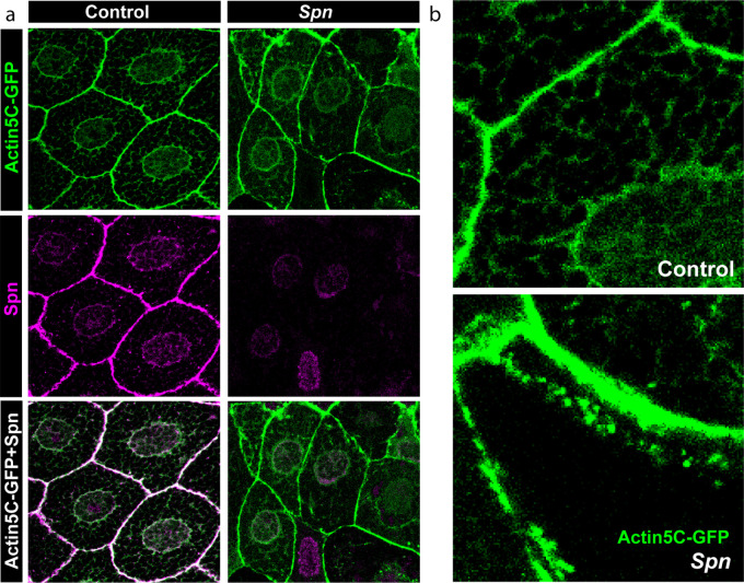 Figure 4—figure supplement 1.