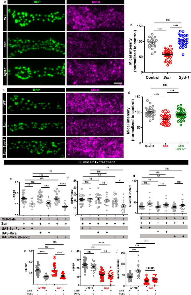 Figure 5—figure supplement 1.