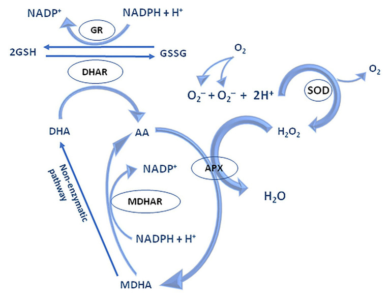 Figure 5