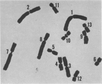 graphic file with name pnas00093-0062-a.jpg