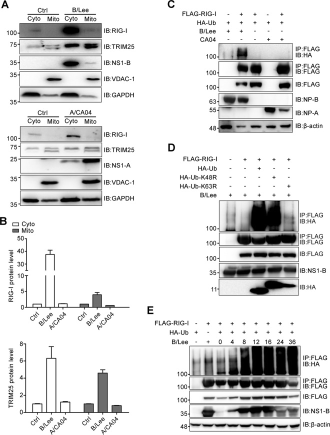 FIG 4