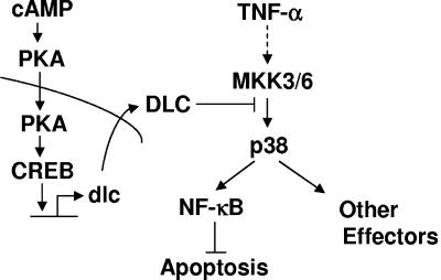 FIG. 7.