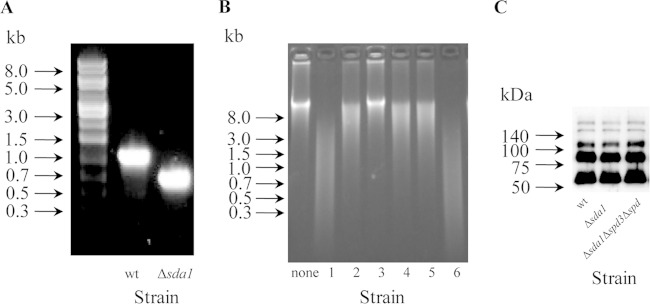 FIG 1