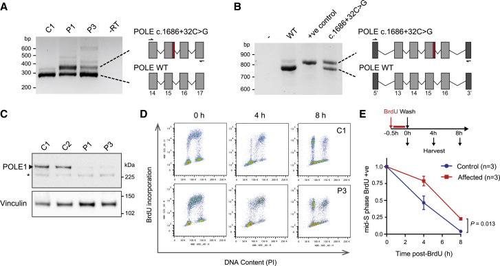 Figure 3