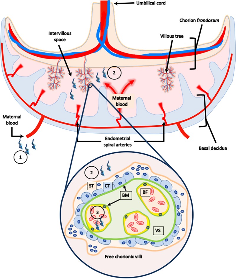 FIGURE 1