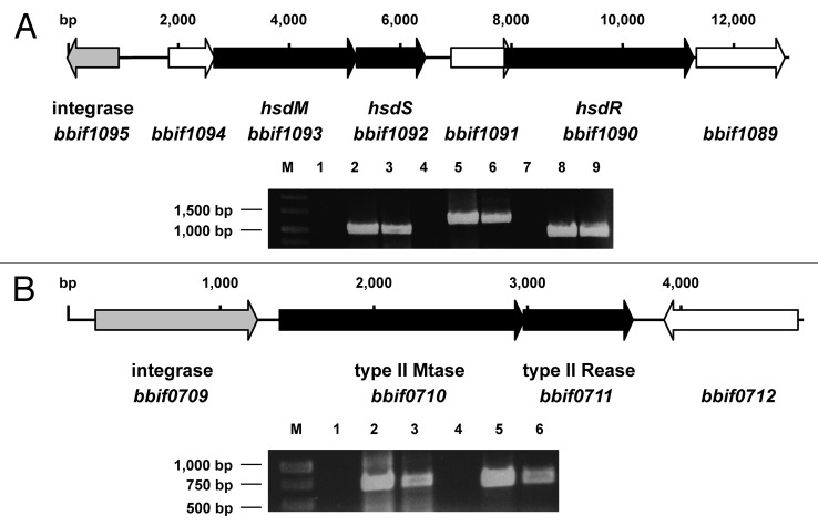 graphic file with name bbug-4-197-g1.jpg