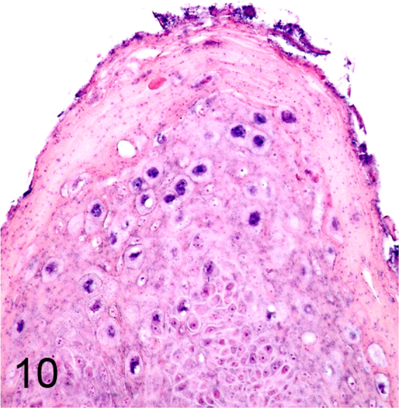 Fig. 10