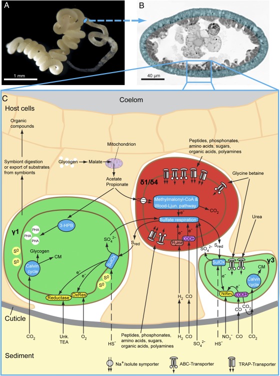 Metaproteomics of a gutless marine worm and its symbiotic microbial ...