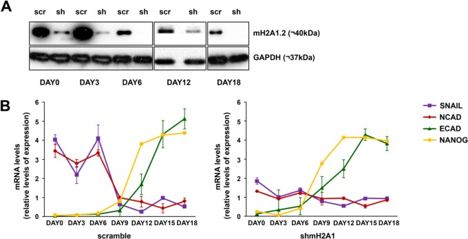 FIG 2