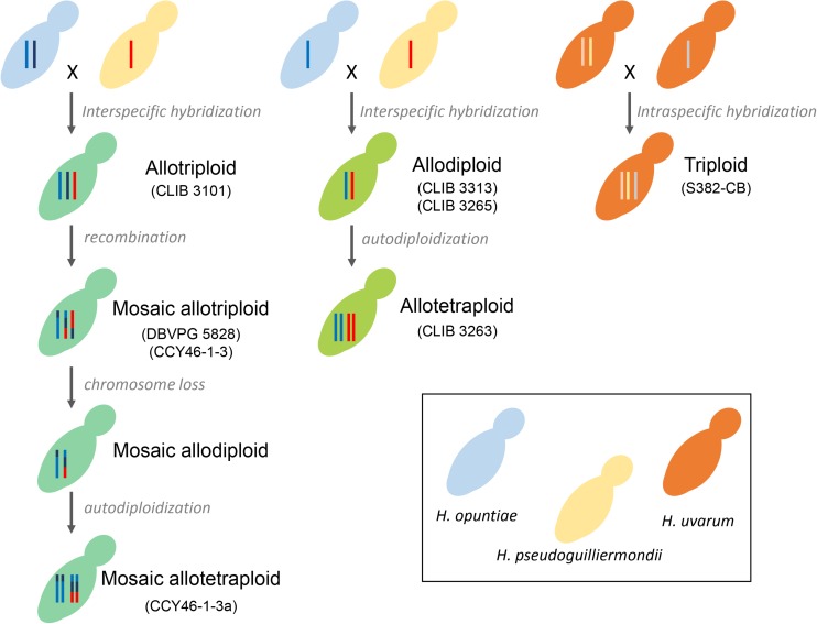 FIGURE 6