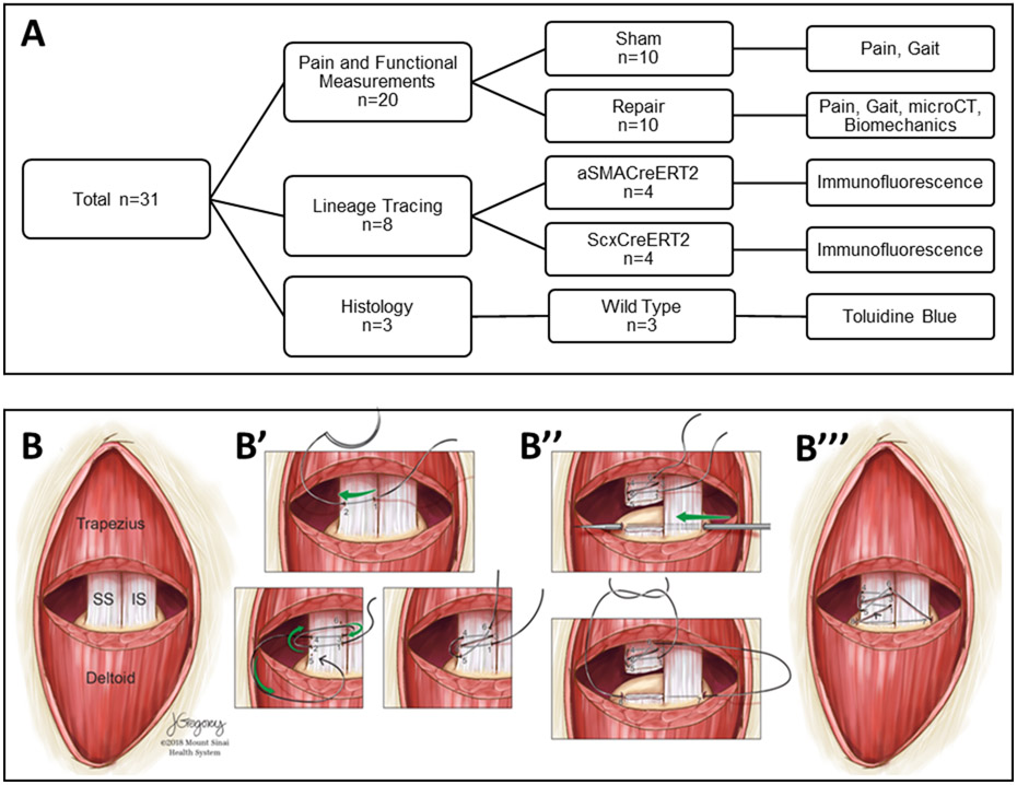 Figure 1: