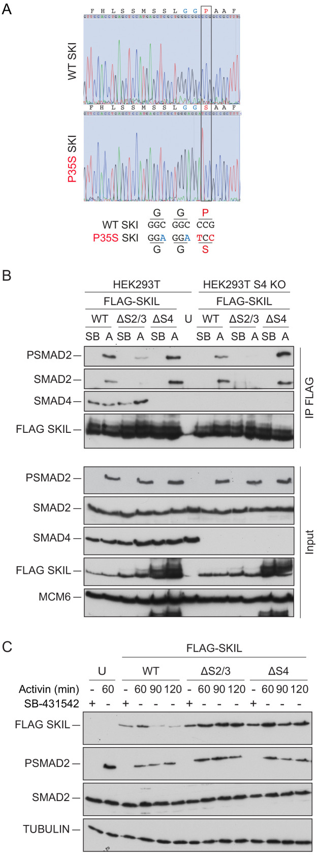 Figure 6—figure supplement 1.