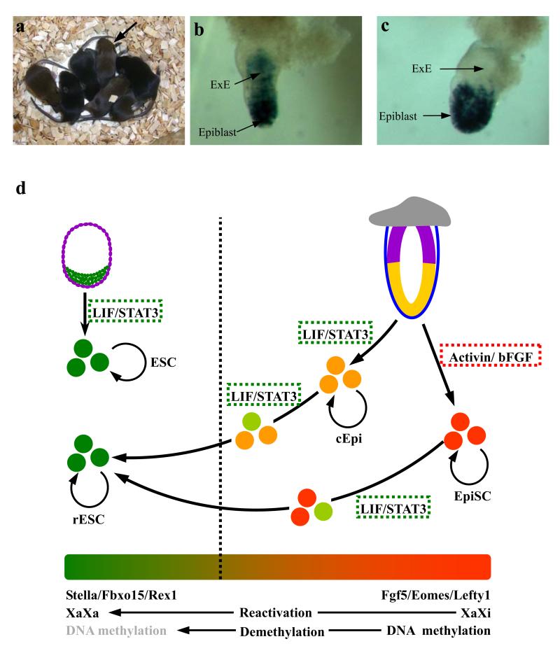 Figure 5