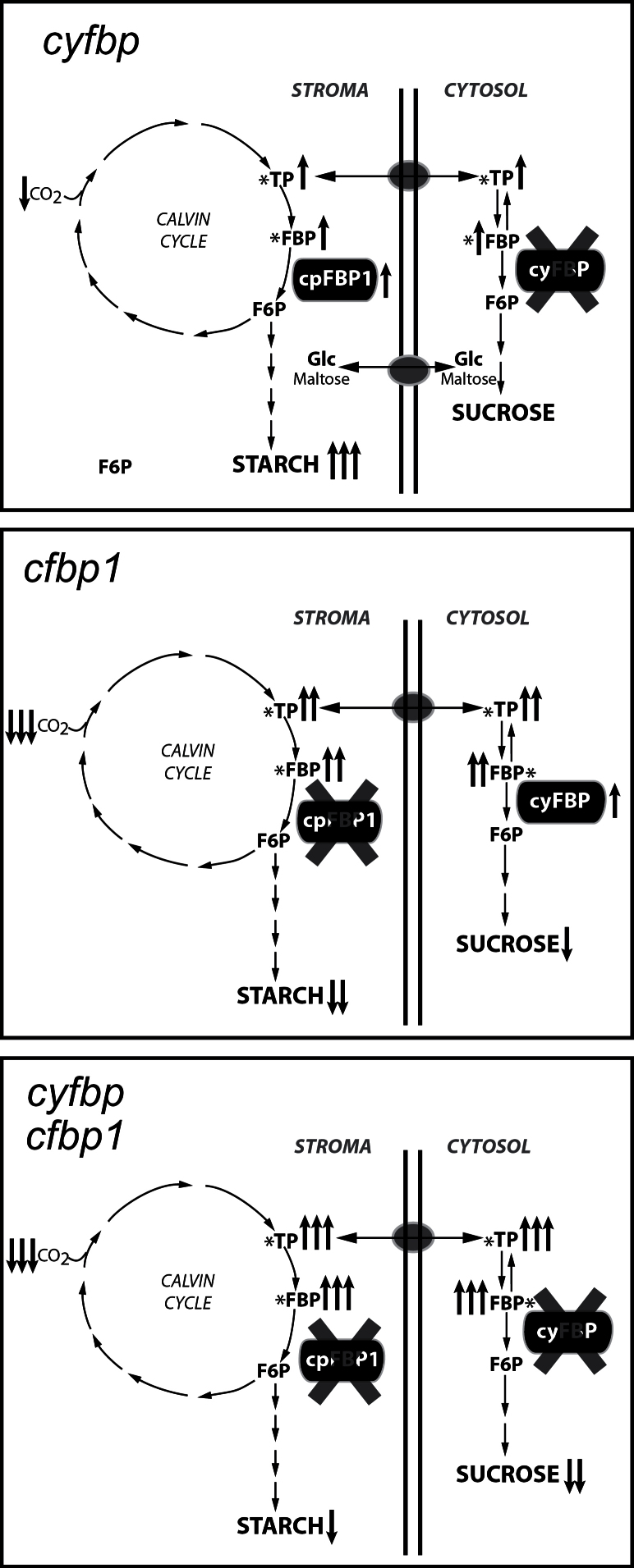 Fig. 11.