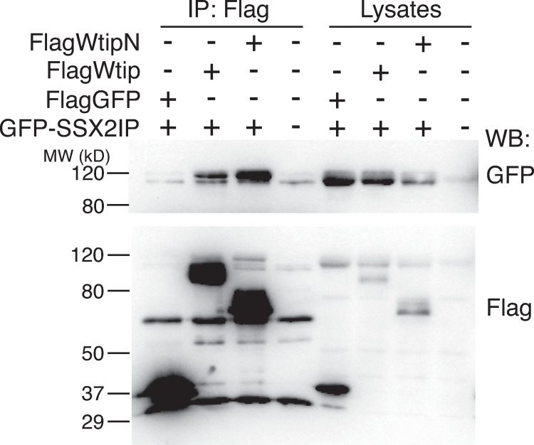 Fig 4