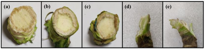 Fig. 5