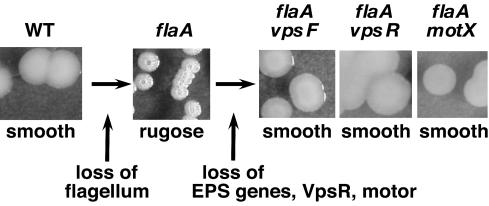 FIG. 2.