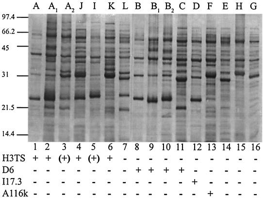 FIG. 1