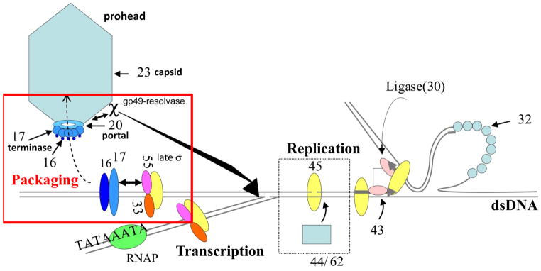 Fig. 1