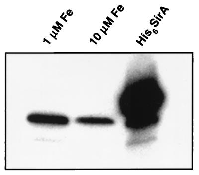 FIG. 5