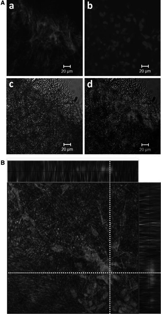 Fig. 4