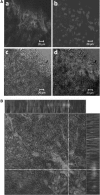 Fig. 4