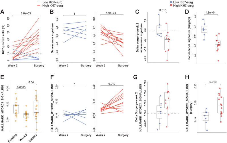 Figure 6. Proliferation markers and senescence at surgery in NA-PHER2 patients. A, Individual dynamic, from week 2 to time of surgery in residual disease, of Ki67-positive cells (%) detected by IHC in tumors biopsies of patients (n = 17) treated with palbociclib, fulvestrant, trastuzumab, and pertuzumab (PFHPert). Patients with low (<10%; blue line) or high Ki67-w2 (≥10%; red line) were reported. Note that levels of Ki67 were not associated with time interval between treatment discontinuation and surgery. Dashed line represents the 10% cut-off. P by Wilcoxon paired test (two tailed). B, The dynamic of Senescence Signature score between week2 and surgery was different in patients with low Ki67-surg (blue line, left panel) and in the patients with high Ki67-surg (red line, right panel). P value by Wilcoxon paired test (two-tailed). box plots show, respectively, that both the Delta Senescence Signature (surgery—week 2; C, n = 18) and the absolute score values (D, n = 20) of Senescence Signature were significantly different between patients with low Ki67-surg (blue circles) and with high Ki67-surg (red circles). P values were by Wilcoxon unpaired test (two-tailed). E, Dynamics of HALLMARK_MTORC1_SIGNALLING evaluated in 17 patients with paired samples at baseline, week 2, and surgery (n = 51). P values were by Wilcoxon unpaired test (two-tailed). F, Relationship between Ki67 and MTORC1 pathway during treatment with PFHPert. In the interval between week 2 and surgery, the levels of gene signature HALLMARK_MTORC1_SIGNALLING were maintained low in patients with low Ki67-surg (blue line; left panel) while were significantly upmodulated in patients with high Ki67-surg (red line; right panel). P value was by Wilcoxon paired test (two-tailed). G, Box plot showing that in patients with low Ki67-surg (blue circles) the delta from surgery to week 2 of HALLMARK_MTORC1_SIGNALLING signature is lower than that measured in patients with high Ki67-surg (red circles), but the difference was not statistically significant (P = 0.085). P values by Wilcoxon unpaired test (two-tailed). H, The absolute HALLMARK_MTORC1_SIGNALLING score detected at surgery was significantly correlated with Ki67-surg. Patients with low Ki67-surg (blue circles) had low levels of MTORC1 signal activation.