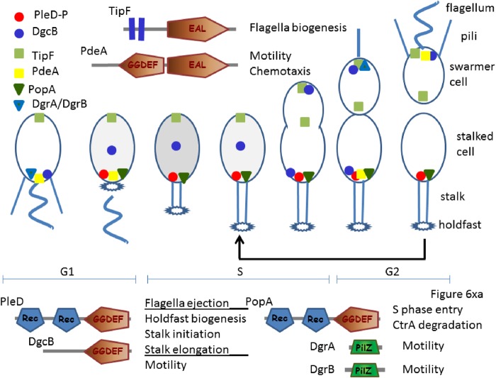 Fig 13