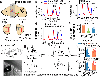 Fig. 5 |