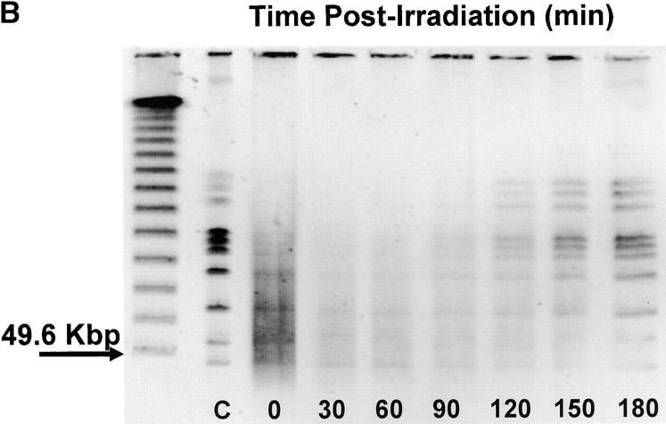 Figure 1.—