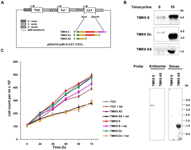 Figure 13