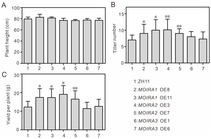 Unveiling The Roles Of Lncrna Moiras In Rice Blast Disease Resistance - Pmc