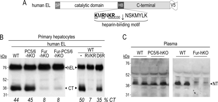 FIGURE 4.