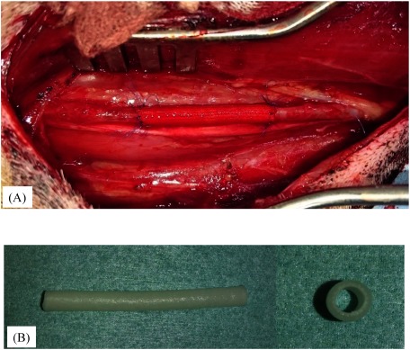 Fig. 1 (A) Macroscopic image of the implanted fibroin graft. (B) Silk fibroin grafts were soft and flexible and did not present difficulties during handling and anastomosis suturing.