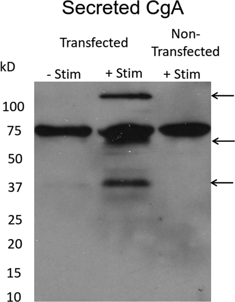 Figure 4.