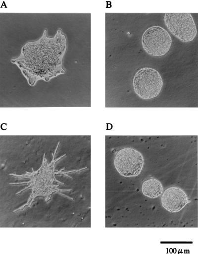 FIG. 6