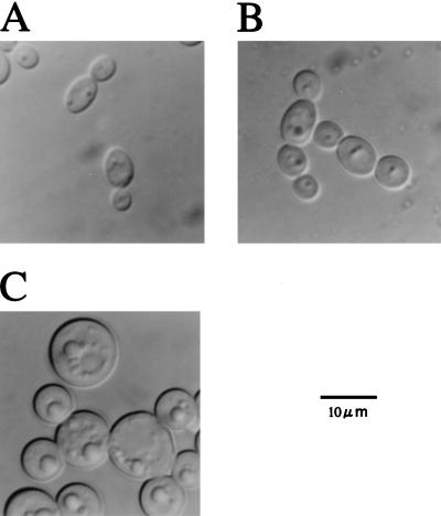 FIG. 5