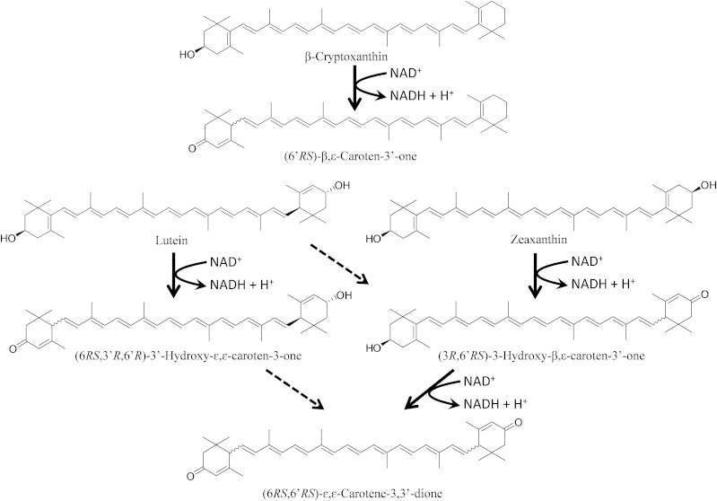 Fig. 9.