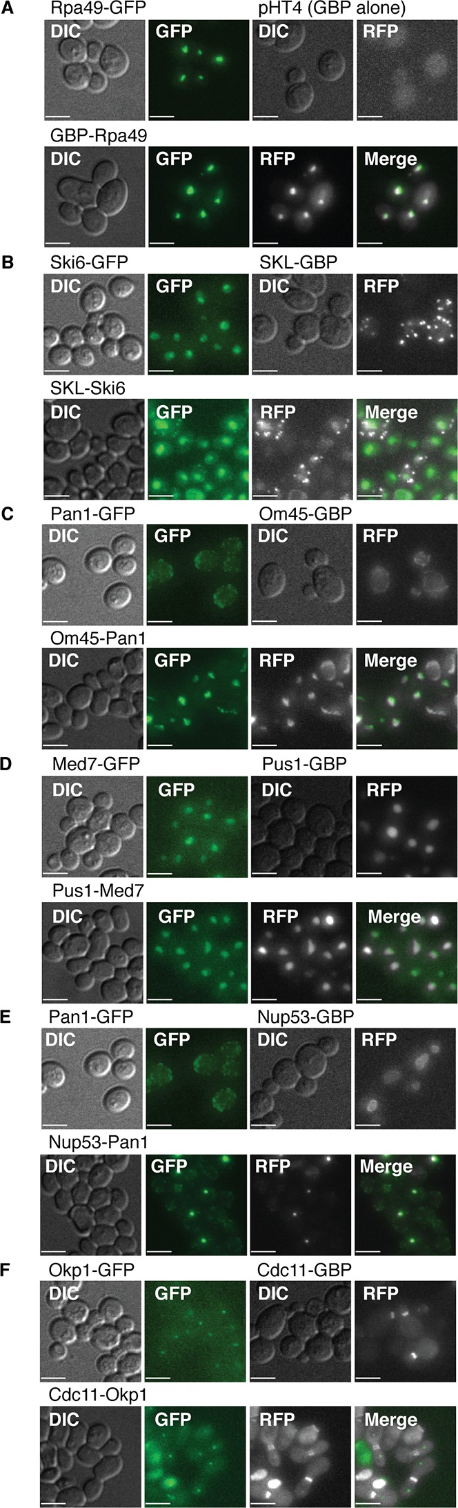 Figure 2—figure supplement 1.