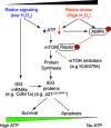 Unlabelled Image