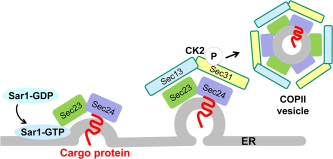 FIG 2