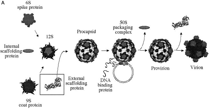 FIG. 1