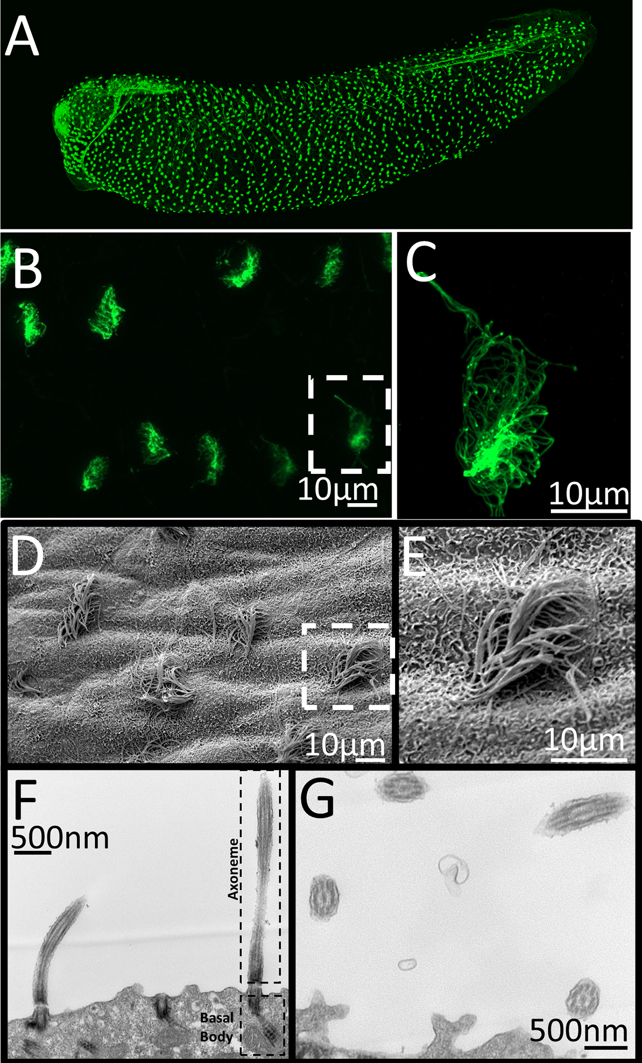 Figure 3: