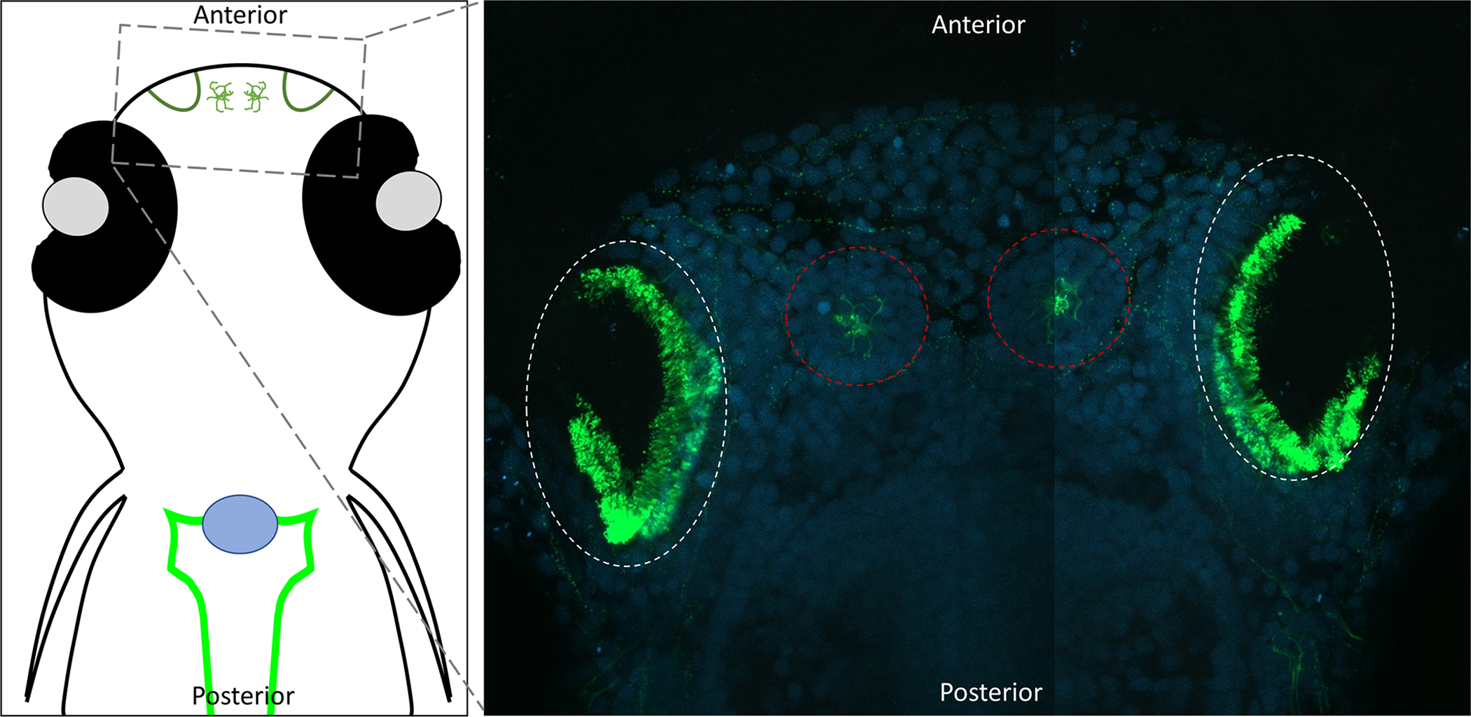 Figure 4: