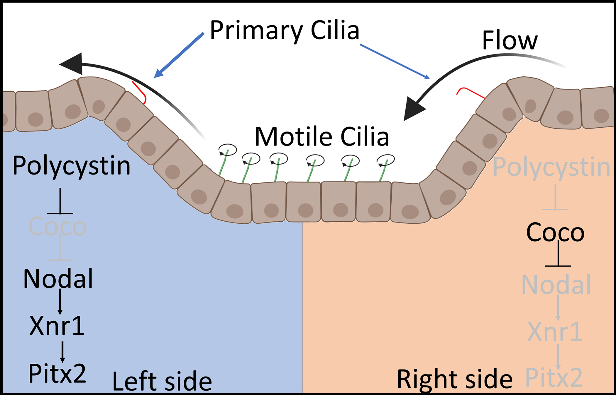 Figure 5: